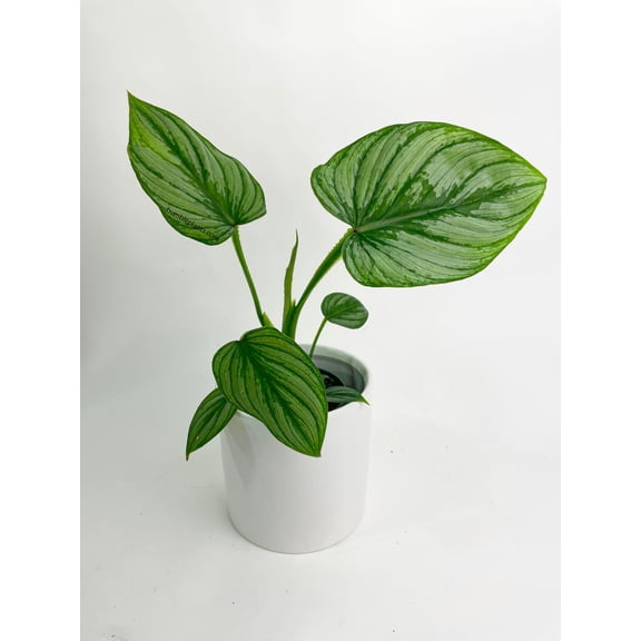 Bumble Plants Philodendron Mamei 'Silver Cloud' - Full Live Colorful Houseplant in Nursery Pot, Easy Care, Indoor Plant for Beginners