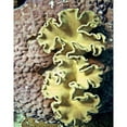 thumbnail image 3 of Mansfield, Kathy 12x14 Black Modern Framed Museum Art Print Titled - Barrier Reef Coral IV, 3 of 5