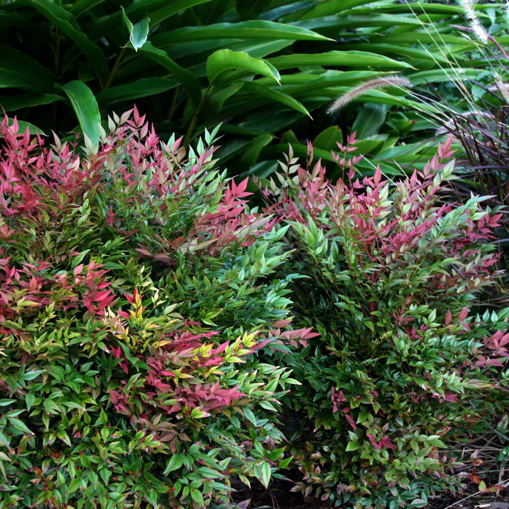 Obsession Nandina (2.5 Quart) Multicolor Evergreen Shrub with Brilliant Red  New Foliage - Full Sun to Part Shade Live Outdoor Plant - Southern Living  Plant Collection - Walmart.com
