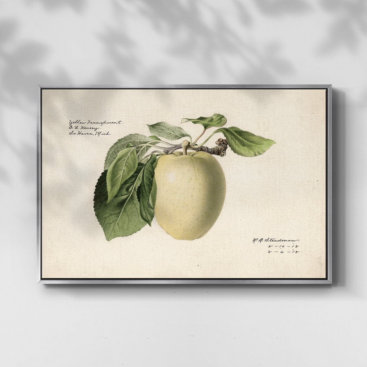Vintage Botanical Print-XLV By Wexford Home Framed in Silver Wood Gallery Wrapped Canvas 17 in. x 25 in.