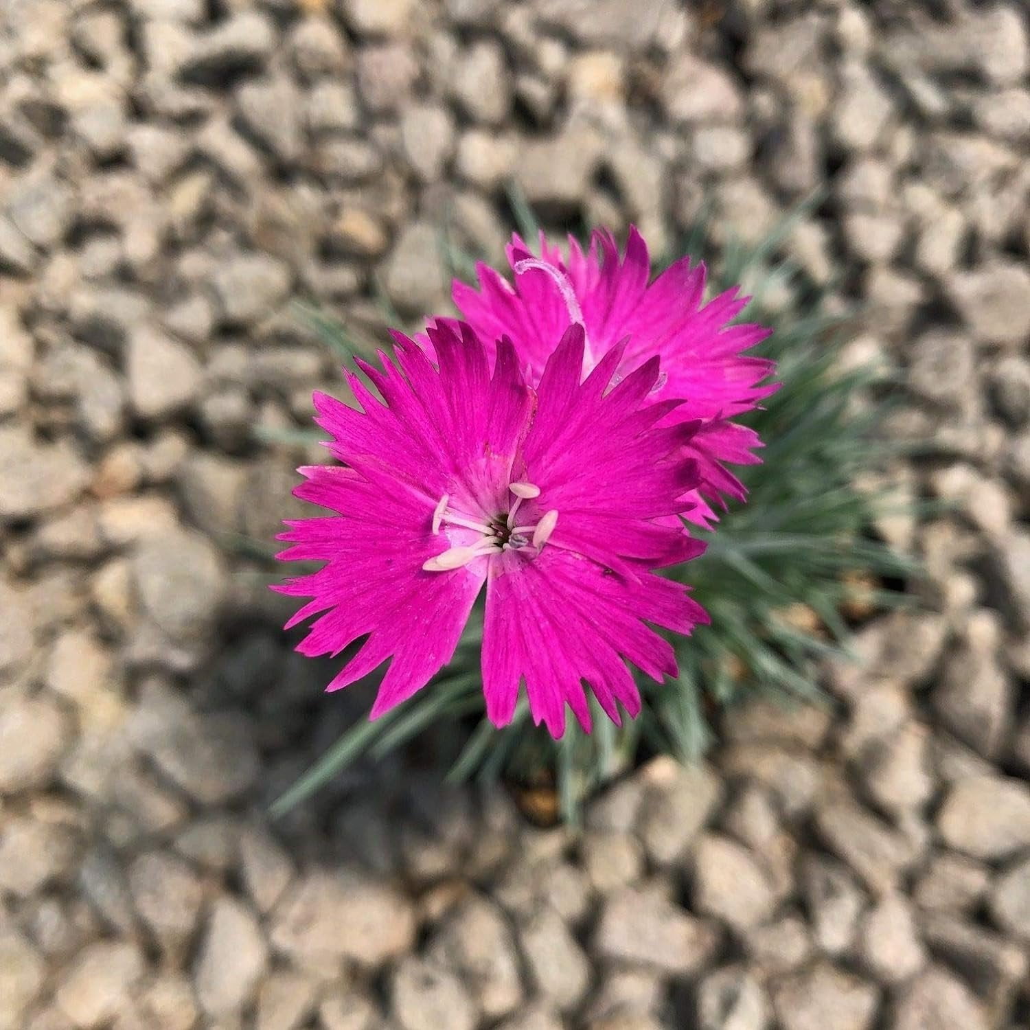 Firewitch Dianthus Plants  3 Live Seedlings  Dianthus Gratianopolitanus Firewitch  Perfect for Vibrant Colorful Gardens  Hardy & Fragrant