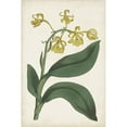 thumbnail image 3 of Ridgeway 11x14 Black Modern Framed Museum Art Print Titled - Antique Botanical Collection X, 3 of 5