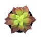 thumbnail image 1 of Simulaciones Mini suculentas Plantas artificiales de plástico falso Decoraciones para la sala de estar del jardín del hogar tholdsy JJ18127-02, 1 of 3