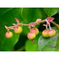 thumbnail image 2 of Wild, Jamie and Judy 14x12 White Modern Wood Framed Museum Art Print Titled - Salal berries, 2 of 4