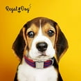 thumbnail image 3 of Regal Dog Products Collar with Metal Buckle & D Ring - Fits Small, Medium & Large, 3 of 7