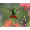 thumbnail image 3 of Fitzharris, Tim 18x15 Black Modern Framed Museum Art Print Titled - Rufous Tailed Hummingbird, 3 of 5