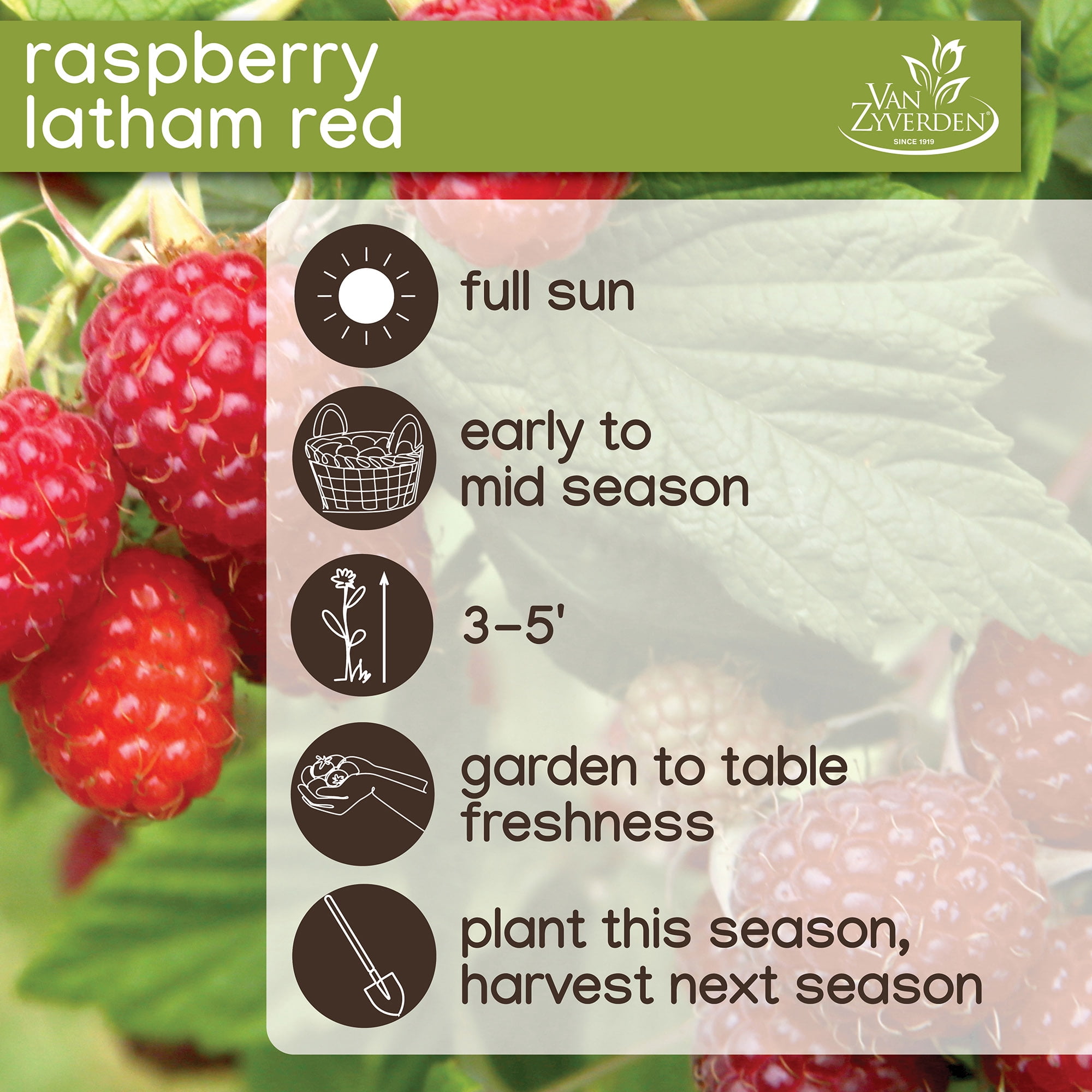 Expert Gardener Berry Collection (Set of 2 Dormant Bare Roots) Full Sun, Multi-Color, Perennial