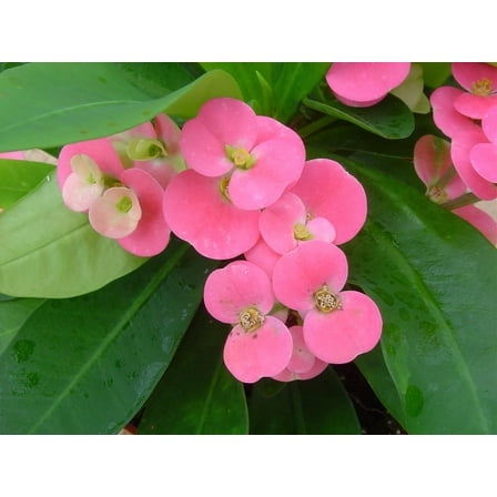 Pink Crown of Thorns Plant -  5" Pot - Euphorbia