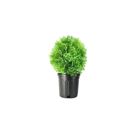 Little Giant Arborvitae 1 Live Gallon Size Plant Dwarf Evergreen Shrub, Perfect for Landscaping & Privacy, Low Maintenance, Hardy & Drought Tolerant