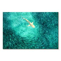 Elephant Stock Shark Prey Wall Art - Horizontal Canvas Wall Art - Living Room Wall Decor - Animal Canvas - Teal And Turquoise Decor - 12" x 8"