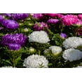 thumbnail image 3 of Seedville 30 Duchess White Paeony Aster Double Flower Seeds (Callistephus), 3 of 3