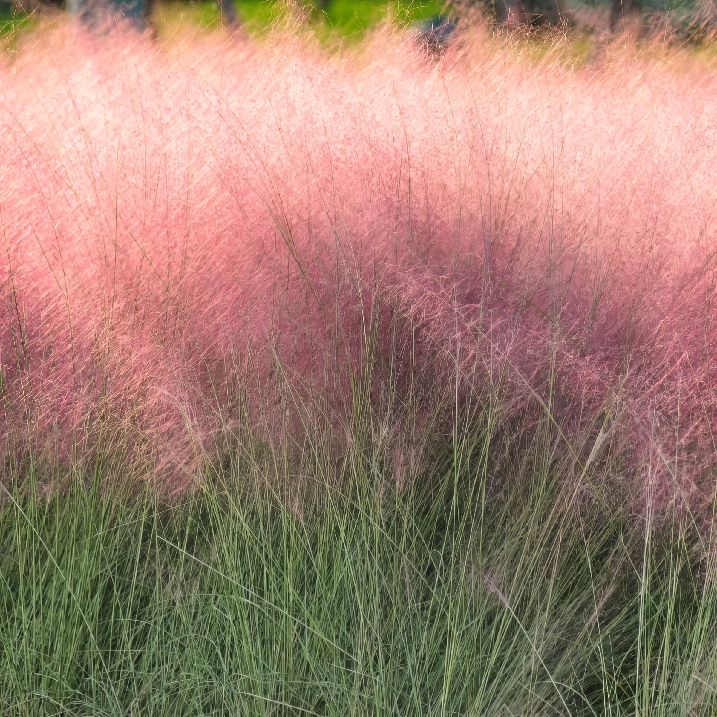 National Plant Network 3 gal. Pink Muhly Grass