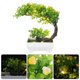thumbnail image 2 of Potted Plant Ornament Desktop Landscape Plant Adornment Bonsai Decor with Lamp, 2 of 4