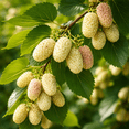 thumbnail image 4 of White Mulberry Tree Live Plants (Morus alba) – Sweet Edible Fruit Tree – Fast Growing Hardy Mulberry Sapling - Starter Plant for Outdoor Planting (1 Tree), 4 of 6