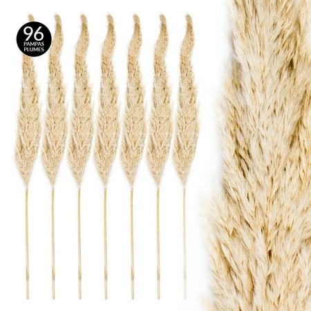 pampas plumes koyal
