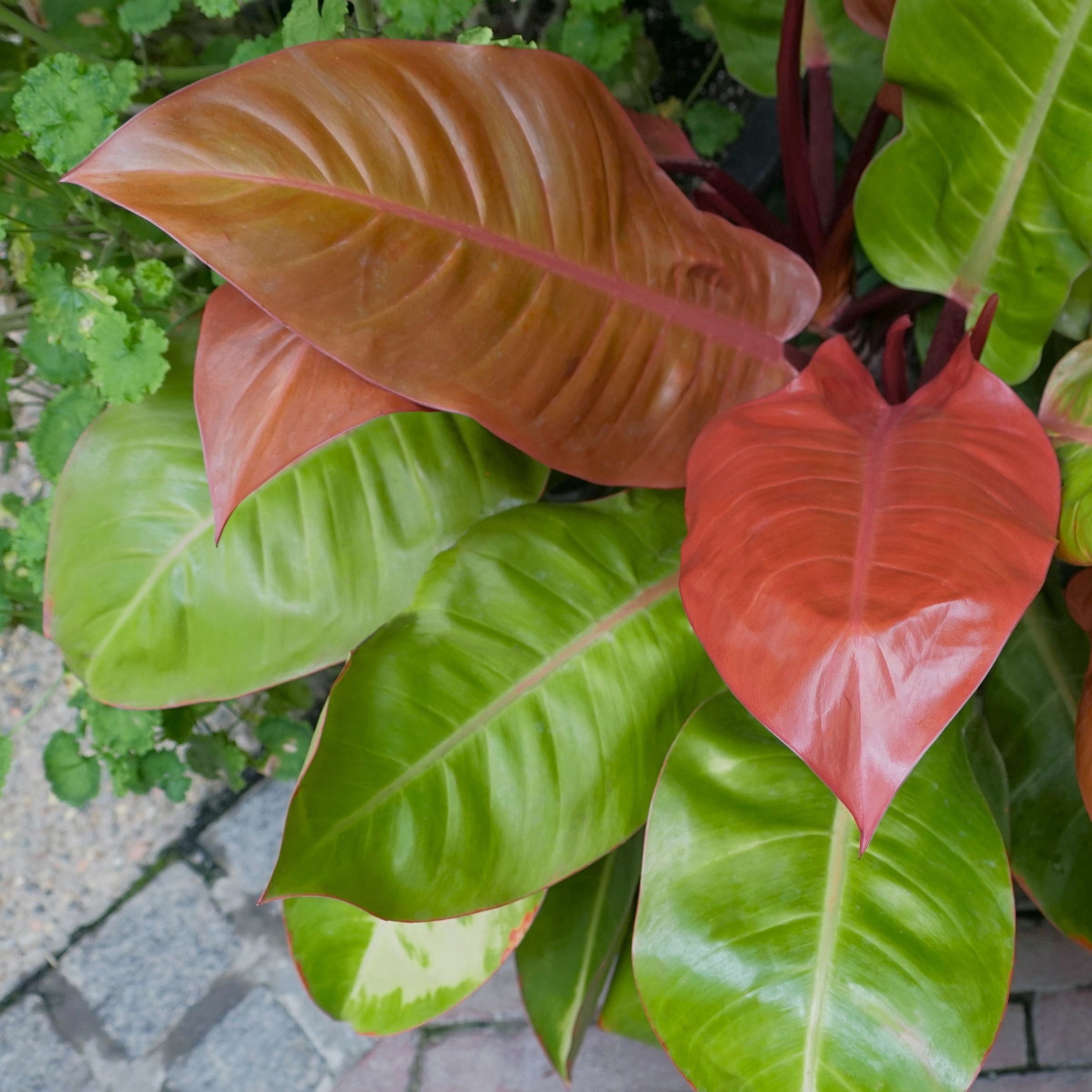4 in. Philodendron McColley's Finale Plant in Grower Container (3-Pack)