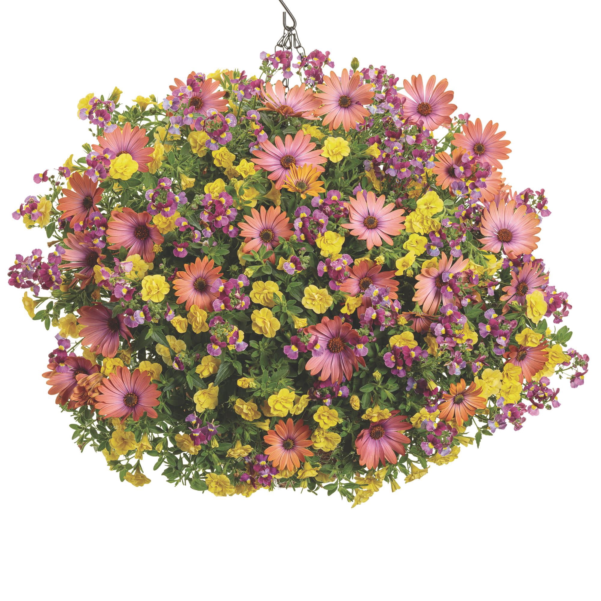 Proven Winners 4" Purple Aromance Mulberry Nemesia Live Plant in 4.25" Pot (4 Count)