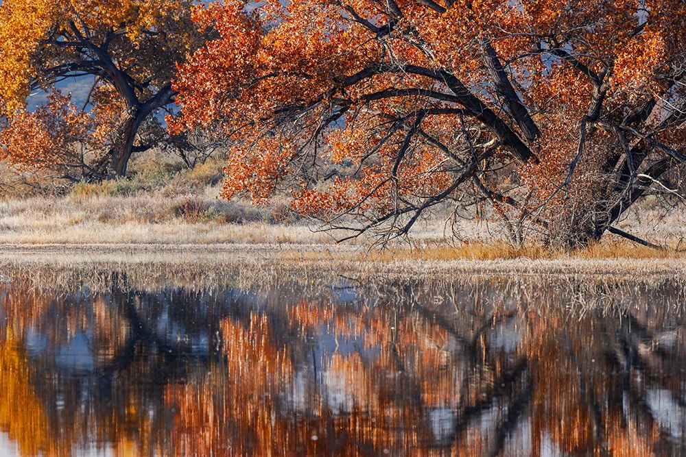 Cottonwood tree reflecting on pondBosque del Apache National Wildlife RefugeNew Mexico Poster