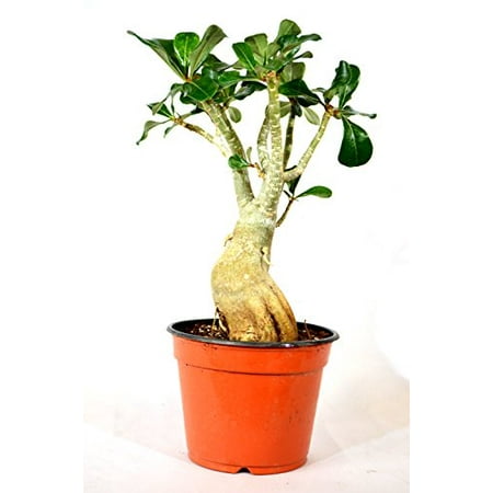 9GreenBox - Adenium Desert ROSE Miss Beauty House Plant (Best Non Toxic House Plants)