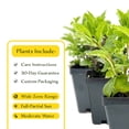thumbnail image 7 of 1 Mint Herb Trio: Live Aromatic Culinary Herbs in 3.5" Cubes | Garden-Ready Spearmint, Peppermint & Strawberry Mint Plants for Fresh Flavorful Tea, Cooking, Containers & Home Gardens, 7 of 7