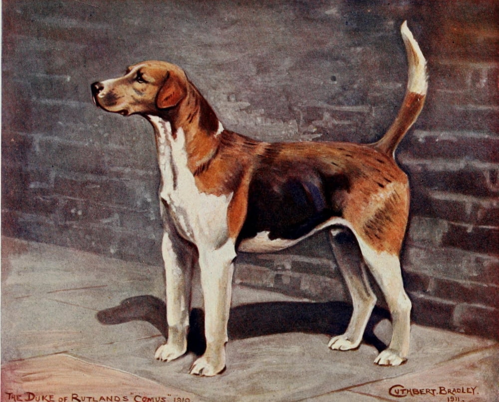 Foxhound Of Twentie