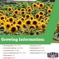 thumbnail image 2 of Harris Seeds - Sunflower Sunrich Orange F1 Seeds - Free Cut Flowers - 1,000 Seeds, 2 of 7