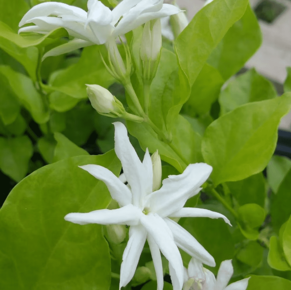 Jasmine Belle of India Live Starter Plant for Planting, Jasminum - Fragrant Flowering Vine for Garden Containers, 4 to 6 Inch Tall, Ship No Pot