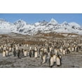 thumbnail image 2 of Jaynes Gallery 32x23 Black Ornate Wood Framed with Double Matting Museum Art Print Titled - Antarctica-South Georgia Island-St Andrews Bay Landscape with mountain and king penguin colony, 2 of 4
