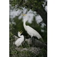 thumbnail image 2 of Morris, Arthur 17x24 Gold Ornate Wood Framed with Double Matting Museum Art Print Titled - FL Great egret parent in nest with chick, 2 of 4