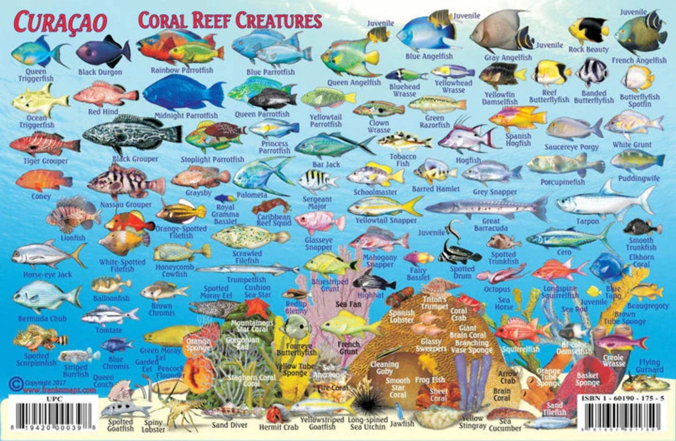 Franko Maps - Curacao Reef Fish ID - Walmart.com