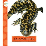 Spot Backyard Animals: Salamanders (Paperback)