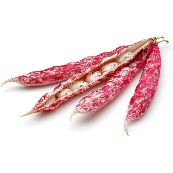 Pinto Bean Seeds for Planting - 50 Seeds - Easy to Grow, Very Healthy