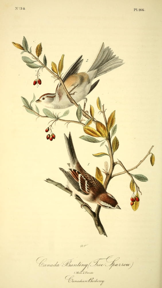 Birds Of America 18