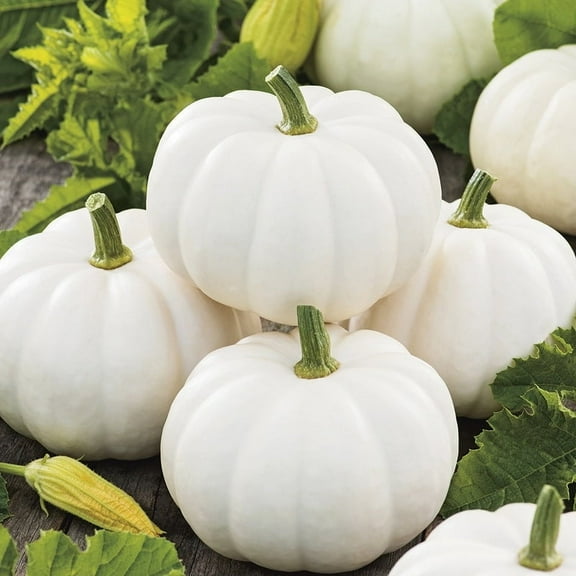 TomorrowSeeds - Baby Boo Pumpkin Seeds - 20  Count - For 2025 Planting White Mini Pumpkins Jack Be