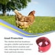 thumbnail image 3 of Billuyoard Casco para mascotas, sombreros de concha divertidos, sombreros bonitos, accesorios ajustables, sombreros, aves de corral, pollo, pájaro, Type3 NO3 Billuyoard PT003691-07, 3 of 6