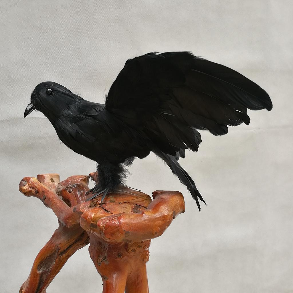 450円 送料0円 Sense Black Bird Art Cube Sensation セット 450円 送料0円 Sense Black Bird Art Cube Sensation セット