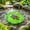 A, variant on Orangide Floating Lotus Leaf Ornaments for Courtyard Fish Pond, Hard Wearing Resin Crafts with Frog and Turtle Decorations, Water Lily Pads for Pond