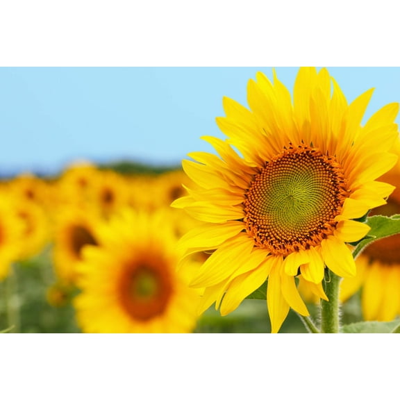 50 Grey Striped Mammoth Sunflower Seed to Plant - Huge Vibrant Flowers - Ships from USA