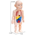 thumbnail image 4 of Casse-Tête 3D Modèle Anatomique Corps Humain Jouet Éducatif Assemblé Outil d'Apprentissage pour Enfants, 4 of 8