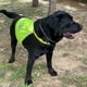 thumbnail image 2 of Chaleco reflectante de seguridad para perros Green M, ropa de alta visibilidad, arnés de seguridad para perros pequeños y grandes, chaqueta para exteriores, senderismo, caminar, 2 of 5