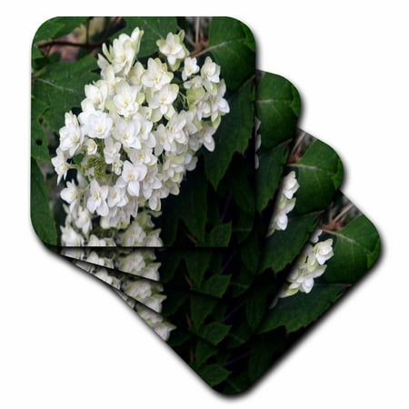 3dRose Oakleaf Hydrangea White Flowering Bush, Soft Coasters, set of