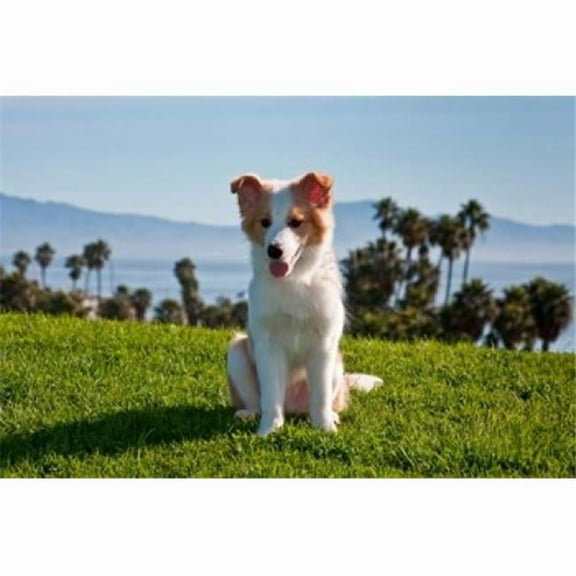 A Border Collie Puppy Dog in a Field Poster Print by Zandria Muench Beraldo - 24 x 16 in.