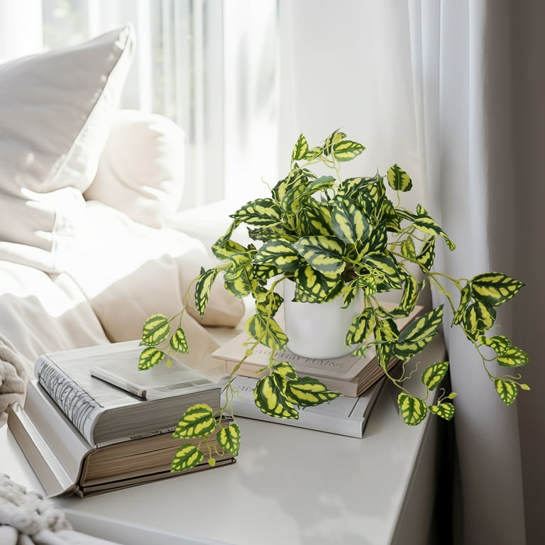 giant air plant Giant Air Plant – GG's Greens main image 0