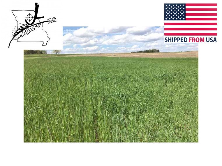 100 Wrens Abruzzi Cereal Rye Seed Non Gmo Grain Deer Food Plot