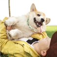 thumbnail image 3 of Collares antipulgas para perros - Collares antipulgas para perros - Tratamiento antipulgas para perros que dura hasta 12 meses - Collar antipulgas para perros impermeable - Tratamiento antip, 3 of 5
