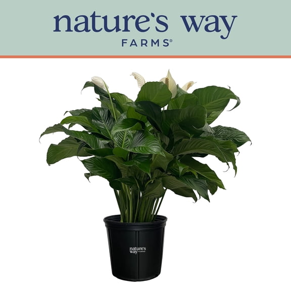 Nature's Way Farms Spathiphyllum Sweet Pablo Live Plant (25-30 inches tall) in growers pot