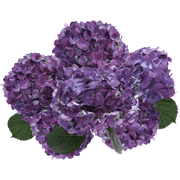40 Purple Hydrangea Flowers- Beautiful Fresh Cut Flowers- Express Delivery
