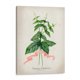 thumbnail image 1 of Cuadro decorativo - Serie Herb Iv, Jennifer Goldberger 45x60 Canvas Lab abstracción, arte abstracto, abstracto, 1 of 2