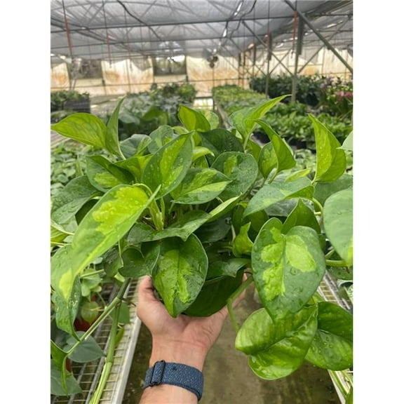 House Plant Dropship 6-POTHOS-GLOBAL.GREEN 6 in. Pot Pothos Global Green Plant