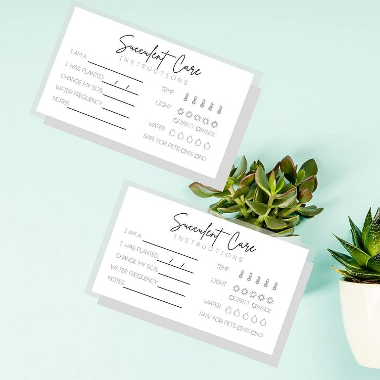 cute potted succulents Baby Cacti & Succulents Assortment